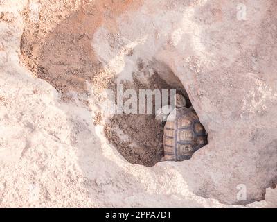 Weibliche Schildkröte legt Eier Stockfoto