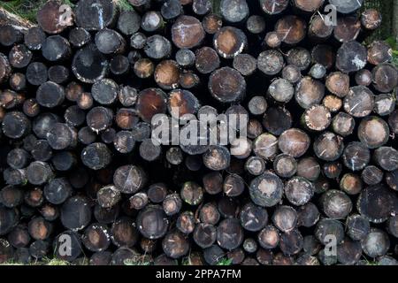 Querschnitt des Haufens von gefällten Bäumen Stockfoto