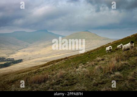 Eine Herde weißer Schafe, die auf üppigen, sanften Hügeln unter einem wolkigen Himmel grasen Stockfoto