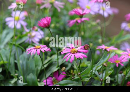 Nahaufnahme von hübschen pinkfarbenen Brachysenblumen mit selektivem Fokus Stockfoto