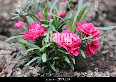 Nahaufnahme von rosa Dianthus-Blumen in einem Gartenbett Stockfoto