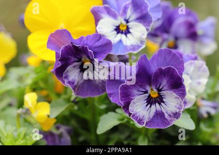 Nahaufnahme von wunderschönen zweifarbigen Veilchen mit Hörnern in einem Blumentopf Stockfoto