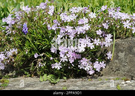 Nahaufnahme von wunderschönen, sonnigen Fliederblumen von Phlox subulata in einem Gartenbett Stockfoto