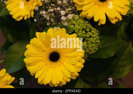 Ein Mosaik aus gelben Blumen mit Gerberas, die das auffälligste Merkmal in einer Wohngegend bilden, Nord-London 2023 Stockfoto