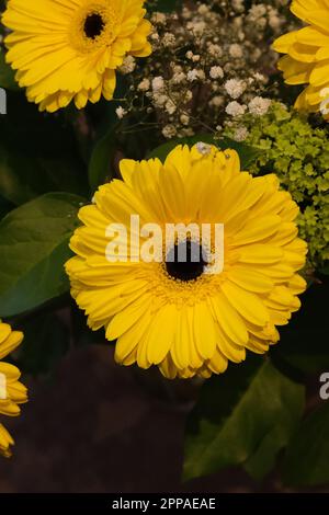 Ein Mosaik aus gelben Blumen mit Gerberas, die das auffälligste Merkmal in einer Wohngegend bilden, Nord-London 2023 Stockfoto