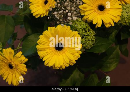 Ein Mosaik aus gelben Blüten mit Gerberas, die das auffälligste Merkmal bilden, verleiht einer Wohnumgebung, North London 2023, eine warme Atmosphäre Stockfoto