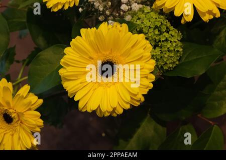 Ein Mosaik aus gelben Blumen mit Gerberas, die das auffälligste Merkmal bilden, schafft eine sonnige Atmosphäre in einer Wohngegend, Nord-London 2023 Stockfoto