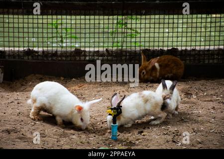 Kaninchen oder Hasen Familie in Käfig, die auf thai-Leute und ausländische Reisende wartet, besuchen sie und spielen Fütterungsessen bei Safari und Zoo in Nakhon Pathom , Stockfoto