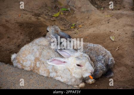 Kaninchen oder Hasen Familie in Käfig, die auf thai-Leute und ausländische Reisende wartet, besuchen sie und spielen Fütterungsessen bei Safari und Zoo in Nakhon Pathom , Stockfoto