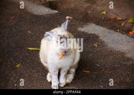 Kaninchen oder Hasen Familie in Käfig, die auf thai-Leute und ausländische Reisende wartet, besuchen sie und spielen Fütterungsessen bei Safari und Zoo in Nakhon Pathom , Stockfoto