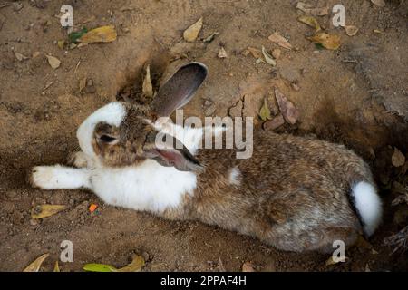 Kaninchen oder Hasen Familie in Käfig, die auf thai-Leute und ausländische Reisende wartet, besuchen sie und spielen Fütterungsessen bei Safari und Zoo in Nakhon Pathom , Stockfoto