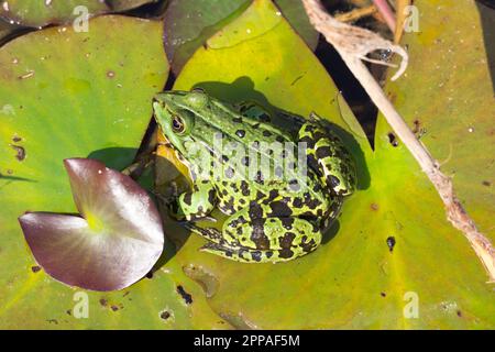 Grüner Wasserfrosch, der auf einer Lilienunterlage sitzt. Nahaufnahme eines grünen Frosches im Wasser. Tierarten, die in Europa und Asien weit verbreitet sind. Stockfoto