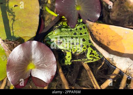 Grüner Wasserfrosch, der zwischen einer Lilienbude sitzt. Nahaufnahme eines grünen Frosches im Wasser. Tierarten, die in Europa und Asien weit verbreitet sind. Stockfoto