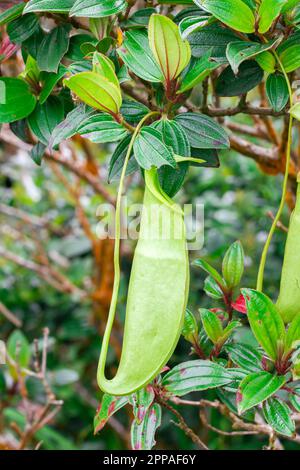 Nepenthes im natürlichen Wald ist eine Art Tierfresser Stockfoto