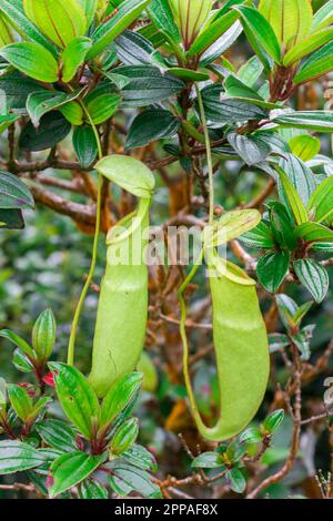 Nepenthes im natürlichen Wald ist eine Art Tierfresser Stockfoto