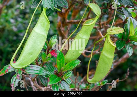 Nepenthes im natürlichen Wald ist eine Art Tierfresser Stockfoto