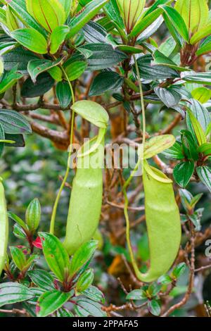 Nepenthes im natürlichen Wald ist eine Art Tierfresser Stockfoto