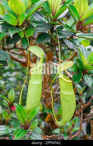 Nepenthes im natürlichen Wald ist eine Art Tierfresser Stockfoto