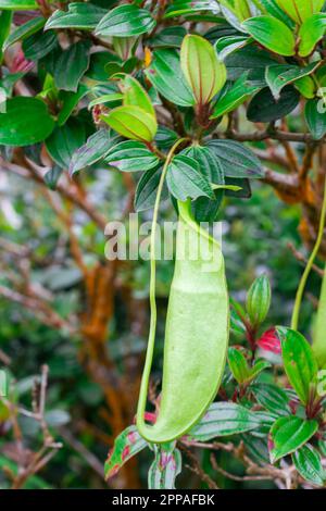 Nepenthes im natürlichen Wald ist eine Art Tierfresser Stockfoto