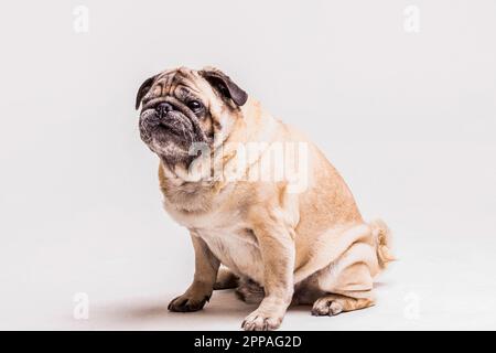 Loyal niedlichen Mops Hund isoliert weißen Hintergrund Stockfoto