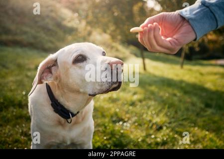 Ein Mann mit seinem gehorsamen Hund auf der Wiese. Der süße labrador Retriever schaut auf seine Haustierhandhand und gibt ihm Kekse als Belohnung. Stockfoto