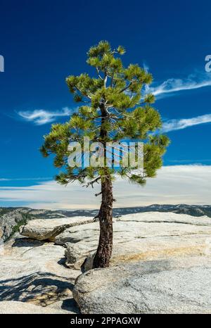 Single Pine wächst von den Felsen entlang des Pohono Trail im Yosemite Stockfoto