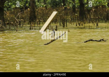 Butorides striatus steht auf den Zweigen über dem Wasser. Ist ein kleiner Vogel, der im Mangrovenwald gefunden wurde Stockfoto