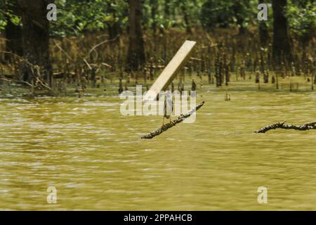 Butorides striatus steht auf den Zweigen über dem Wasser. Ist ein kleiner Vogel, der im Mangrovenwald gefunden wurde Stockfoto
