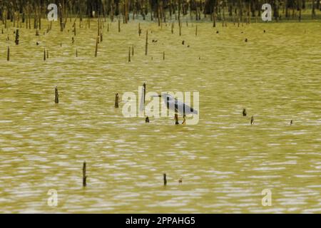 Butorides striatus steht auf den Zweigen über dem Wasser. Ist ein kleiner Vogel, der im Mangrovenwald gefunden wurde Stockfoto