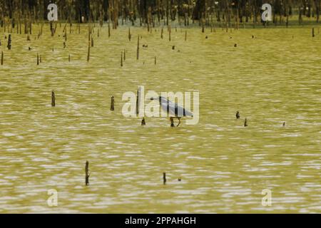 Butorides striatus steht auf den Zweigen über dem Wasser. Ist ein kleiner Vogel, der im Mangrovenwald gefunden wurde Stockfoto