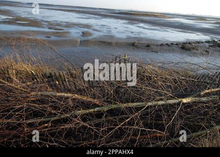 Zur Abwehr der Küstenerosion auf den intertidalen Schlammflächen in der Abendsonne aufgebrachte Laubbäume. Hazelwood Marshes. 15. Februar 2023 Stockfoto