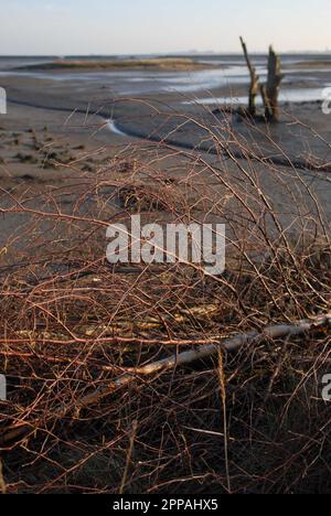 Das Laub als Schutz gegen die Küstenerosion mit salzbedeckten Bäumen auf intertidalen Schlammflächen in der Abendsonne. Hazelwood Marshes 15. Februar 2023. Stockfoto