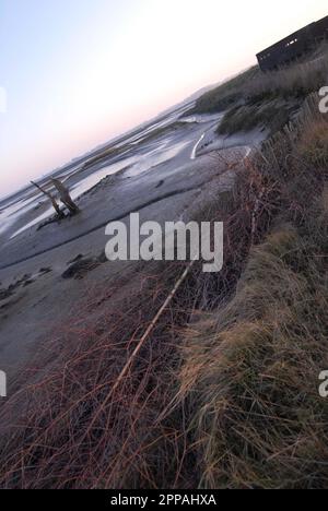 Laub von Büschelbäumen, gestapelt, um den Weg vor Küstenerosion zu schützen, mit salzgeschmierten Bäumen und Vogelhaut. Hazelwood Marshes. 15. Februar 2023 Stockfoto