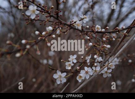 White Flower Blossom and Buds on a Blackthorn Tree im Royal Society for Protection of Birds Reserve (RSPB) Rainham Marshes, Essex, 12. März 2023. Stockfoto