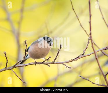 Weibliche eurasischen Dompfaff Vogel saß auf dem Ast eines Baumes Stockfoto