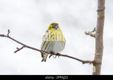 Weiblich black-headed Goldfinch sitzen auf einem Zweig Stockfoto