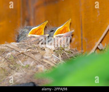 Nahaufnahme von baby Amseln im Nest Stockfoto