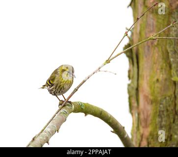 Weibliche Black-headed Stieglitz (Zuchtjahr Spinus) auf dem Ast eines Baumes sitzt Stockfoto