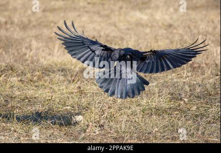 Schwarzen Craw fliegt über eine Wiese Stockfoto