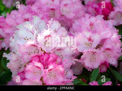 Blüten von einem rosa blühenden Rhododendron Bush Stockfoto