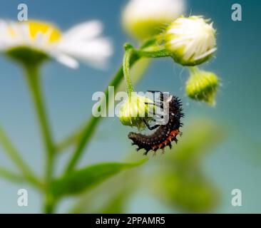 Makro einer Marienkäfer-Larve Stockfoto
