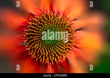 Abstract Flower Blossom (Echinacea) Macro einer Blume Stockfoto
