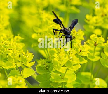 Makro einer schwarzen grastragenden Wespe (isodontia mexicana) Stockfoto