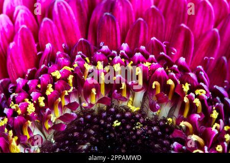 Abstraktes Makro einer rosa Gerbera-Blütenblüte Stockfoto
