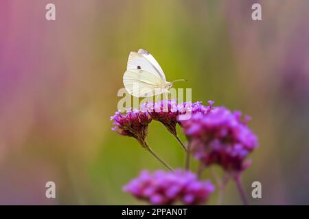 Makro des Weißkohlbutterfyls auf der Blütenblüte Stockfoto