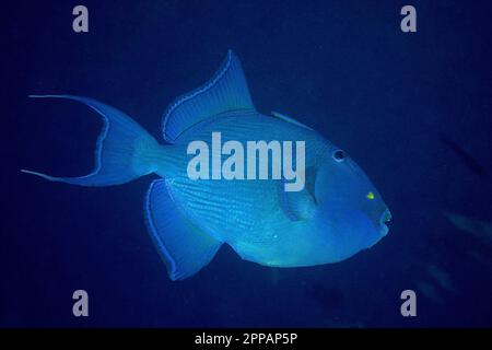 Blauer Triggerfisch (Pseudobalistes fuscus) vor blauem Hintergrund, ausgenommen. Tauchplatz House Reef, Mangrove Bay, El Quesir, Rotes Meer, Ägypten Stockfoto