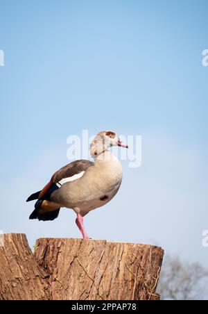 Eine ägyptische Gans auf einem Baumstamm, die Wache hält. Stockfoto