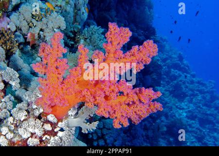 Baumkorallen von Hemprich (Dendronephthya hemprichi), Tauchplatz am Elphinstone Reef, Ägypten, Rotes Meer Stockfoto