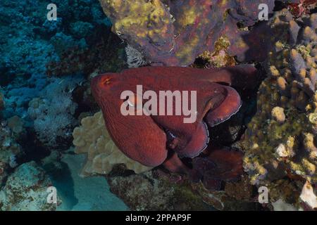 Großer blauer Tintenfisch (Octopus cyaneus), Tauchplatz House Reef Mangrove Bay, El Quesir, Ägypten, Rotes Meer Stockfoto