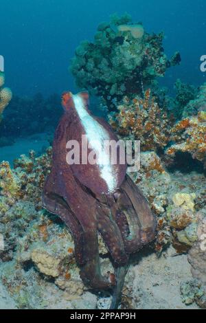 Großer blauer Tintenfisch (Octopus cyaneus), Tauchplatz House Reef Mangrove Bay, El Quesir, Ägypten, Rotes Meer Stockfoto